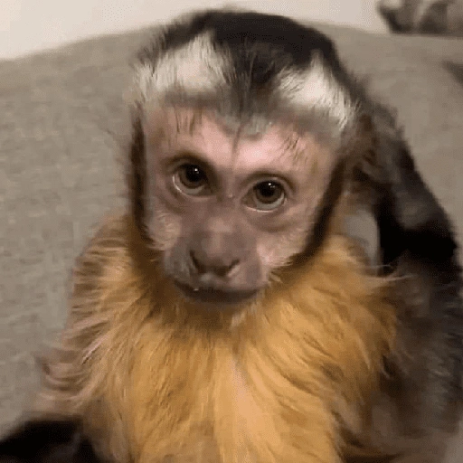 Figurinha de Macaco (8 de 18)