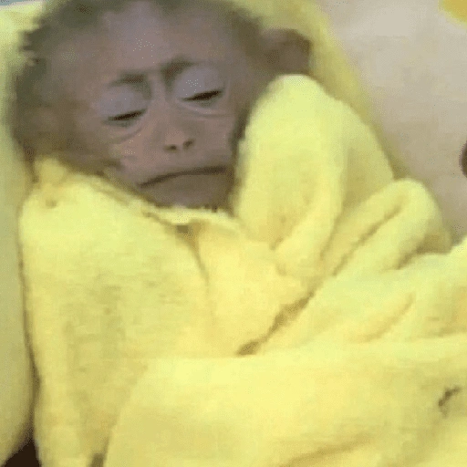 Figurinha de Macaco (9 de 18)