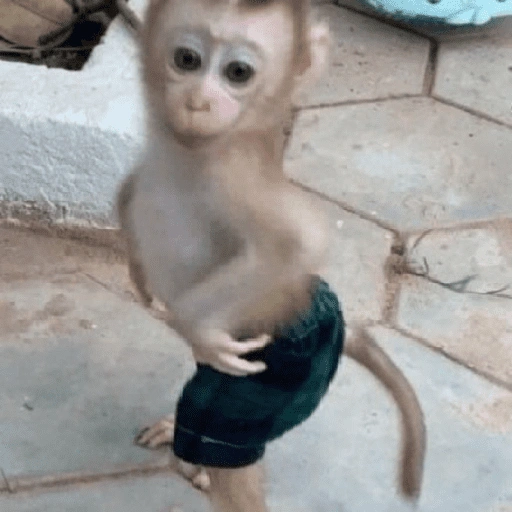 Figurinha de Macaco (12 de 18)