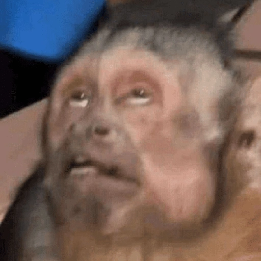 Figurinha de Macaco (13 de 18)