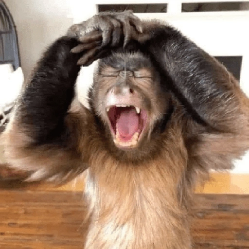 Figurinha de Macaco (14 de 18)