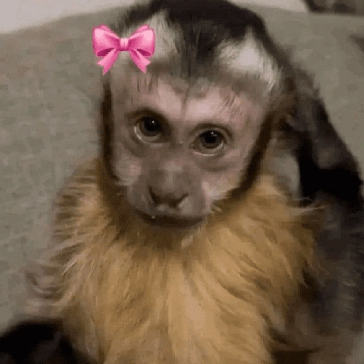 Figurinha de Macaco (18 de 18)