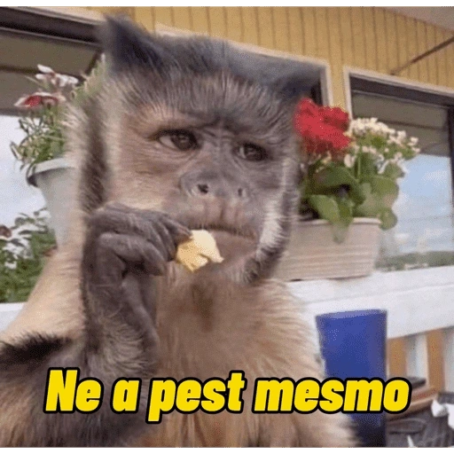 Figurinha de Macacos Memes (7 de 13)