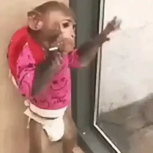 Figurinha de Macaquinhos animados 🐒 para WhatsApp (2 de 15)