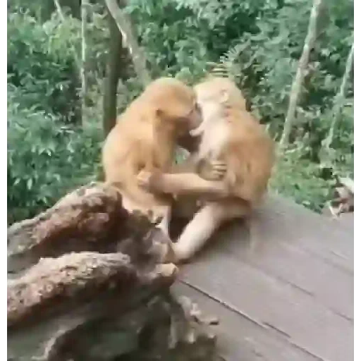 Figurinha de Macaquinhos animados 🐒 para WhatsApp (3 de 15)