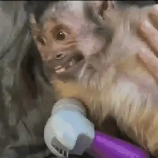 Figurinha de Macaquinhos animados 🐒 para WhatsApp (5 de 15)