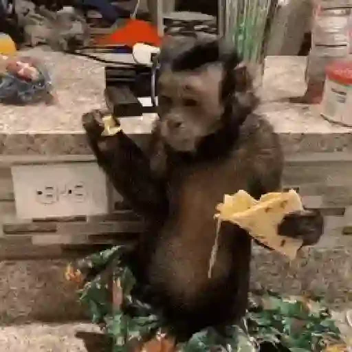 Figurinha de Macaquinhos animados 🐒 para WhatsApp (8 de 15)