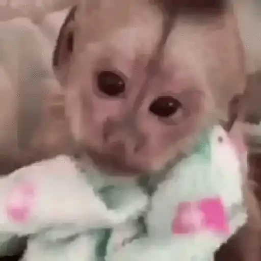 Figurinha de Macaquinhos animados 🐒 para WhatsApp (10 de 15)