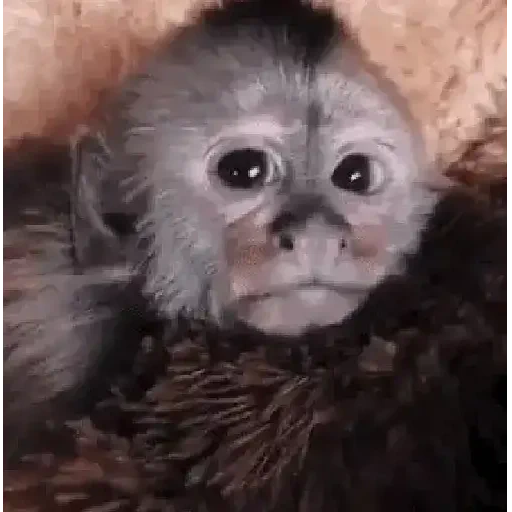 Figurinha de Macaquinhos animados 🐒 para WhatsApp (12 de 15)