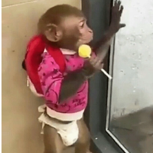 Figurinha de MACAQUINHOS 🐒 (2 de 15)