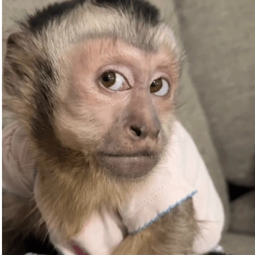 Figurinha de MACAQUINHOS 🐒 (3 de 15)