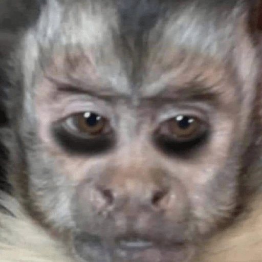 Figurinha de MACAQUINHOS 🐒 (5 de 15)
