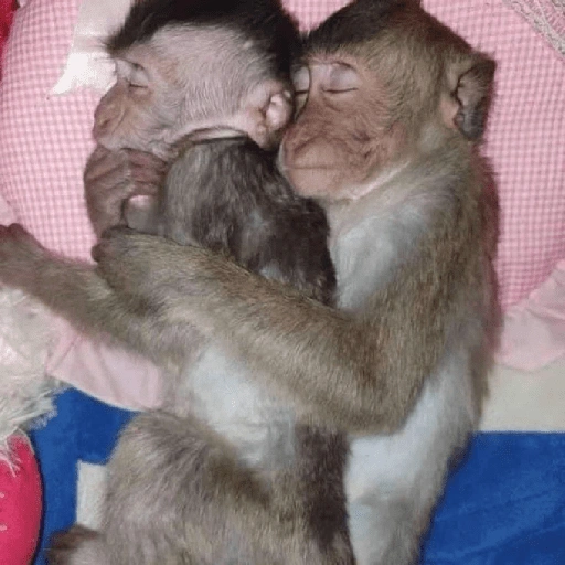 Figurinha de MACAQUINHOS 🐒 (7 de 15)