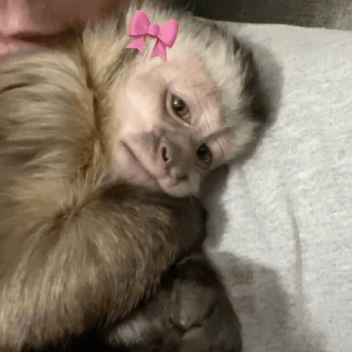 Figurinha de MACAQUINHOS 🐒 (9 de 15)