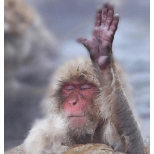 Figurinha de MACAQUINHOS 🐒 (11 de 15)
