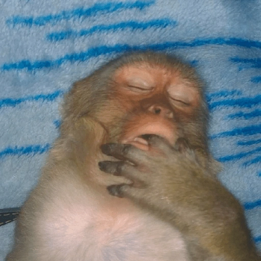 Figurinha de MACAQUINHOS 🐒 (12 de 15)