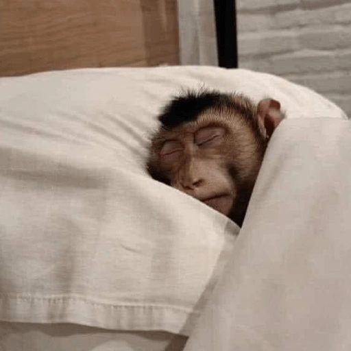 Figurinha de MACAQUINHOS 🐒 (13 de 15)