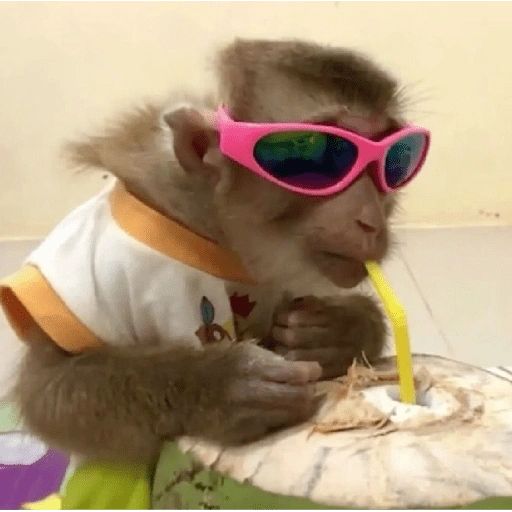 Figurinha de MACAQUINHOS 🐒 (14 de 15)