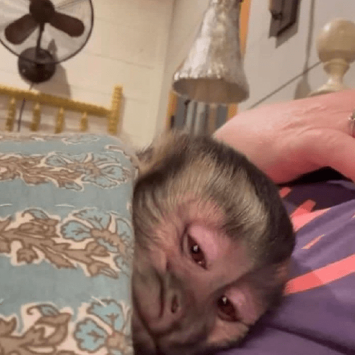 Figurinhas de MACAQUINHOS 🐒 para WhatsApp