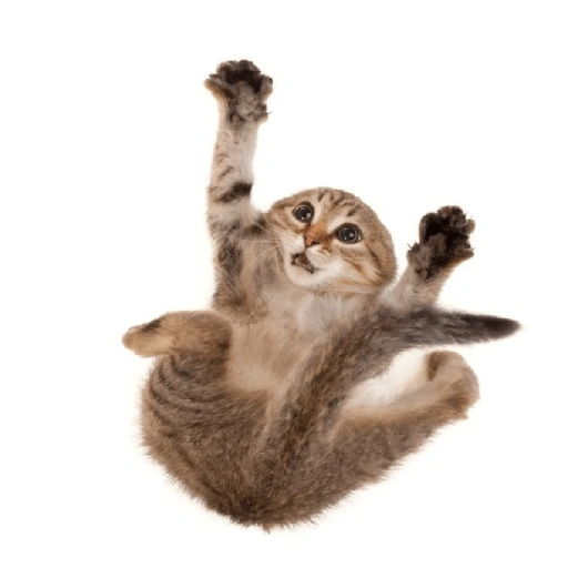 Figurinha de melhores gatinhos 😹 para WhatsApp (1 de 15)