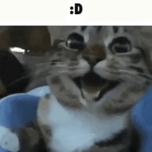 Figurinha de melhores gatinhos 😹 para WhatsApp (2 de 15)
