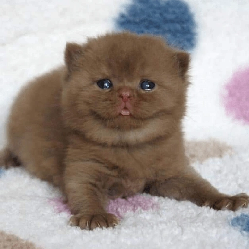 Figurinha de melhores gatinhos 😹 para WhatsApp (3 de 15)