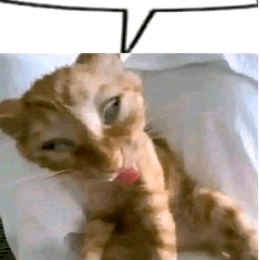 Figurinha de melhores gatinhos 😹 para WhatsApp (4 de 15)