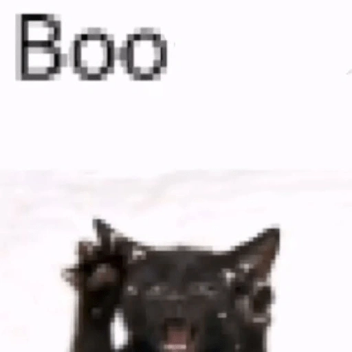 Figurinha de melhores gatinhos 😹 para WhatsApp (5 de 15)