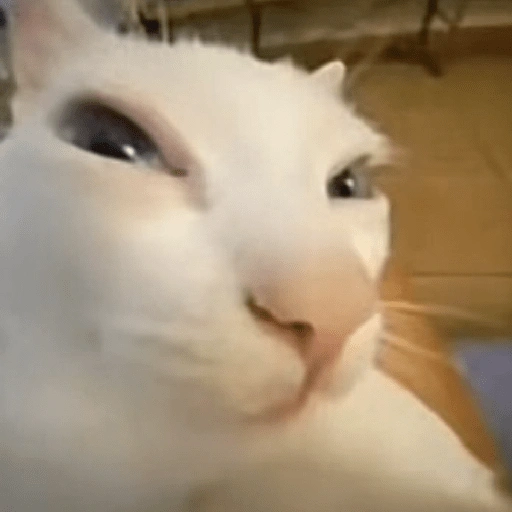 Figurinha de melhores gatinhos 😹 para WhatsApp (9 de 15)