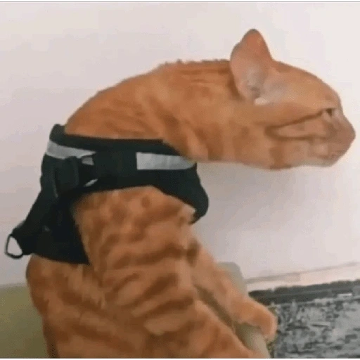 Figurinha de melhores gatinhos 😹 para WhatsApp (10 de 15)