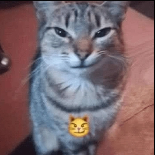 Figurinha de melhores gatinhos 😹 para WhatsApp (11 de 15)