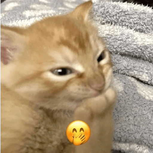 Figurinha de melhores gatinhos 😹 para WhatsApp (12 de 15)