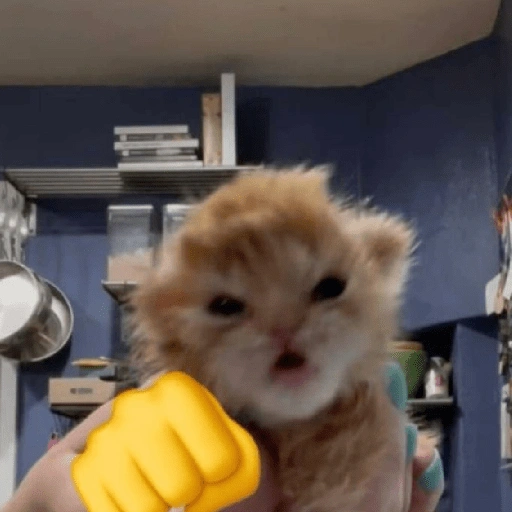 Figurinha de melhores gatinhos 😹 para WhatsApp (13 de 15)