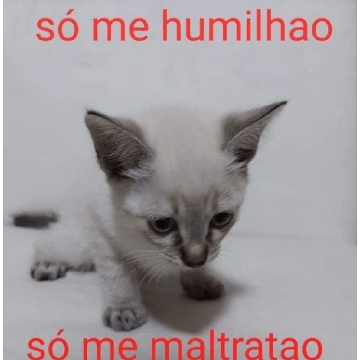 Figurinha de melhores gatinhos 😹 para WhatsApp (14 de 15)