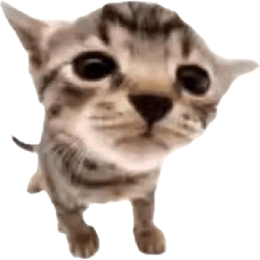 Figurinha de meme gato 🐈✨ para WhatsApp (2 de 18)