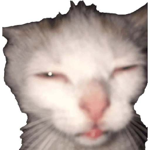 Figurinha de meme gato 🐈✨ para WhatsApp (4 de 18)