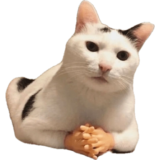Figurinha de meme gato 🐈✨ para WhatsApp (5 de 18)