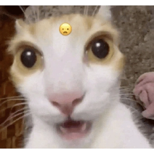 Figurinha de meme gato 🐈✨ para WhatsApp (7 de 18)