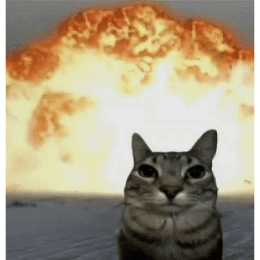 Figurinha de meme gato 🐈✨ para WhatsApp (9 de 18)