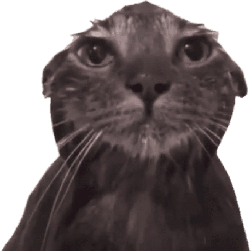 Figurinha de meme gato 🐈✨ para WhatsApp (10 de 18)