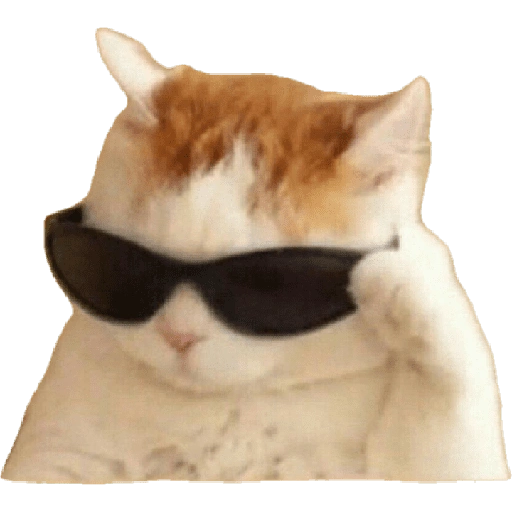 Figurinha de meme gato 🐈✨ para WhatsApp (11 de 18)