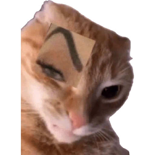 Figurinha de meme gato 🐈✨ para WhatsApp (12 de 18)