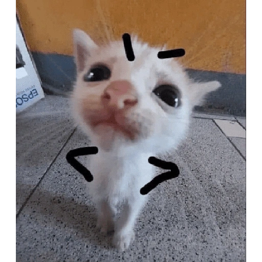 Figurinha de meme gato 🐈✨ para WhatsApp (13 de 18)