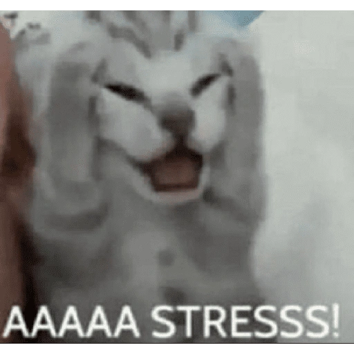 Figurinha de meme gato 🐈✨ para WhatsApp (15 de 18)