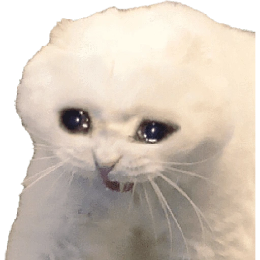Figurinha de meme gato 🐈✨ para WhatsApp (16 de 18)
