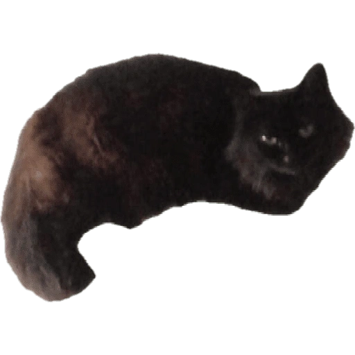 Figurinha de meme gato 🐈✨ para WhatsApp (18 de 18)