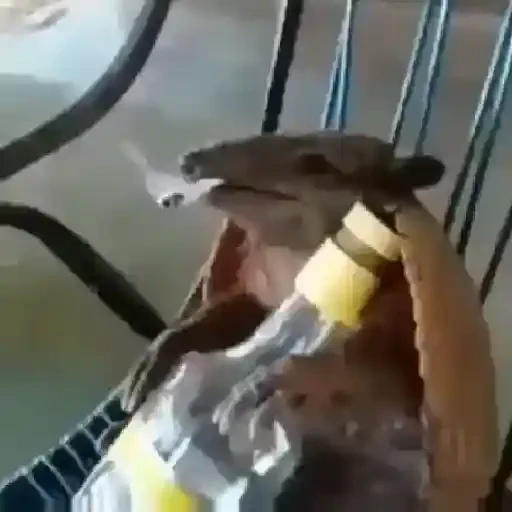 Figurinha de Memes animados ✨️ (3 de 24)