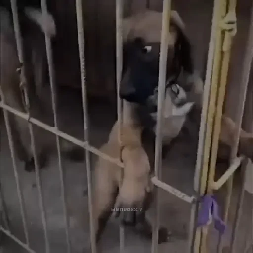 Figurinha de Memes animados ✨️ (11 de 24)
