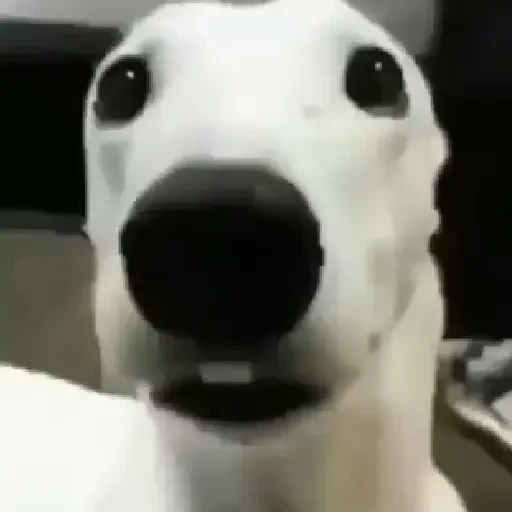 Figurinha de Memes animados ✨️ (18 de 24)