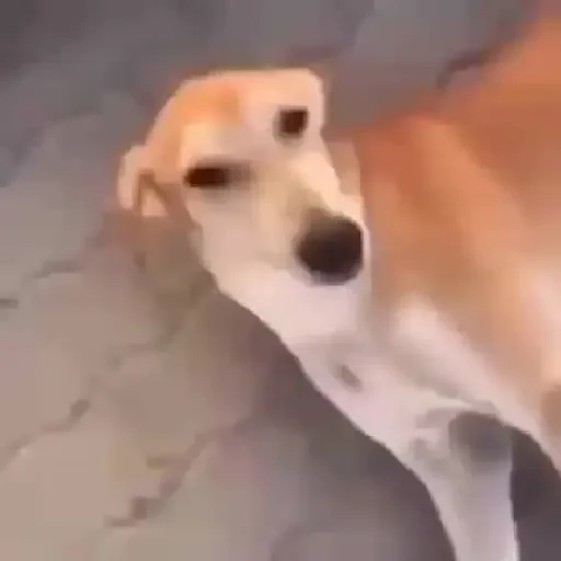 Figurinha de Memes animados ✨️ (20 de 24)